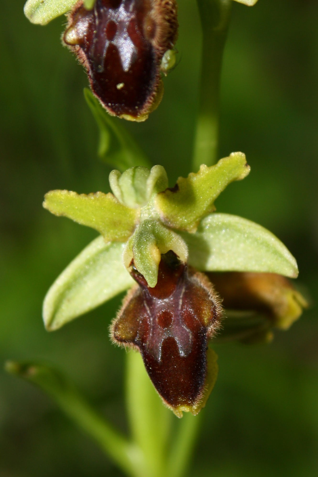 Ophrys sphegodes da determinare-1